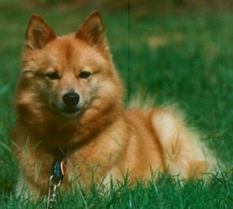 kucuk1113556421finnish_spitz_5.jpg